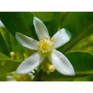 BLOOMS CITRUS BLOMST UDSTIKKER
