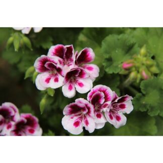 BLOOMS PELARGONIE KRONBLAD SÆT/2
