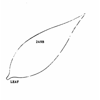 FRAMAR Blad til Liljekonval /B