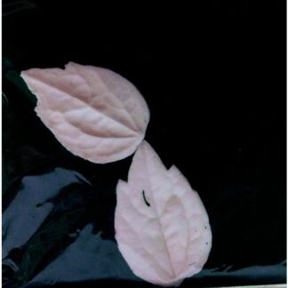 SK Great Impressions Blad Vener Clematis S