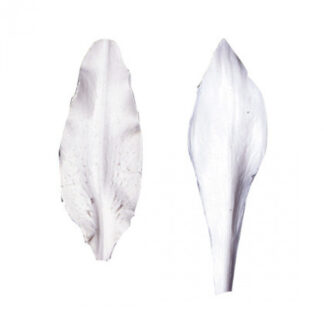 SK Great Impressions Petal Veiner Lily - Stargazer/ vener til orientalsk lilje