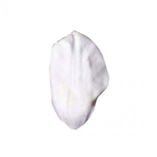 SK Great Impressions Petal Veiner Tulip - Triumph/ vener til TriumphTulipan