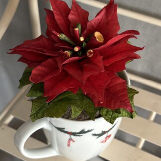 Julestjerne - et must i alle hjem til jul