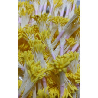 Blooms Stamens Long Yellow - Medium