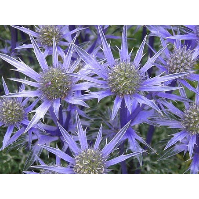 SK Great Impressions Silicone Veiner Eryngium (Sea Holly Centre) L/Center til Mandstro L - Billede 2